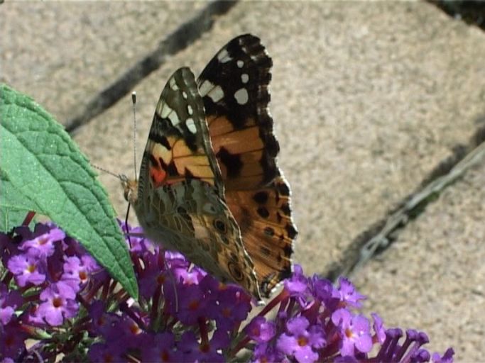 Distelfalter ( Vanessa cardui ), auf Sommerflieder : Moers, in unserem Garten, 24.07.2009